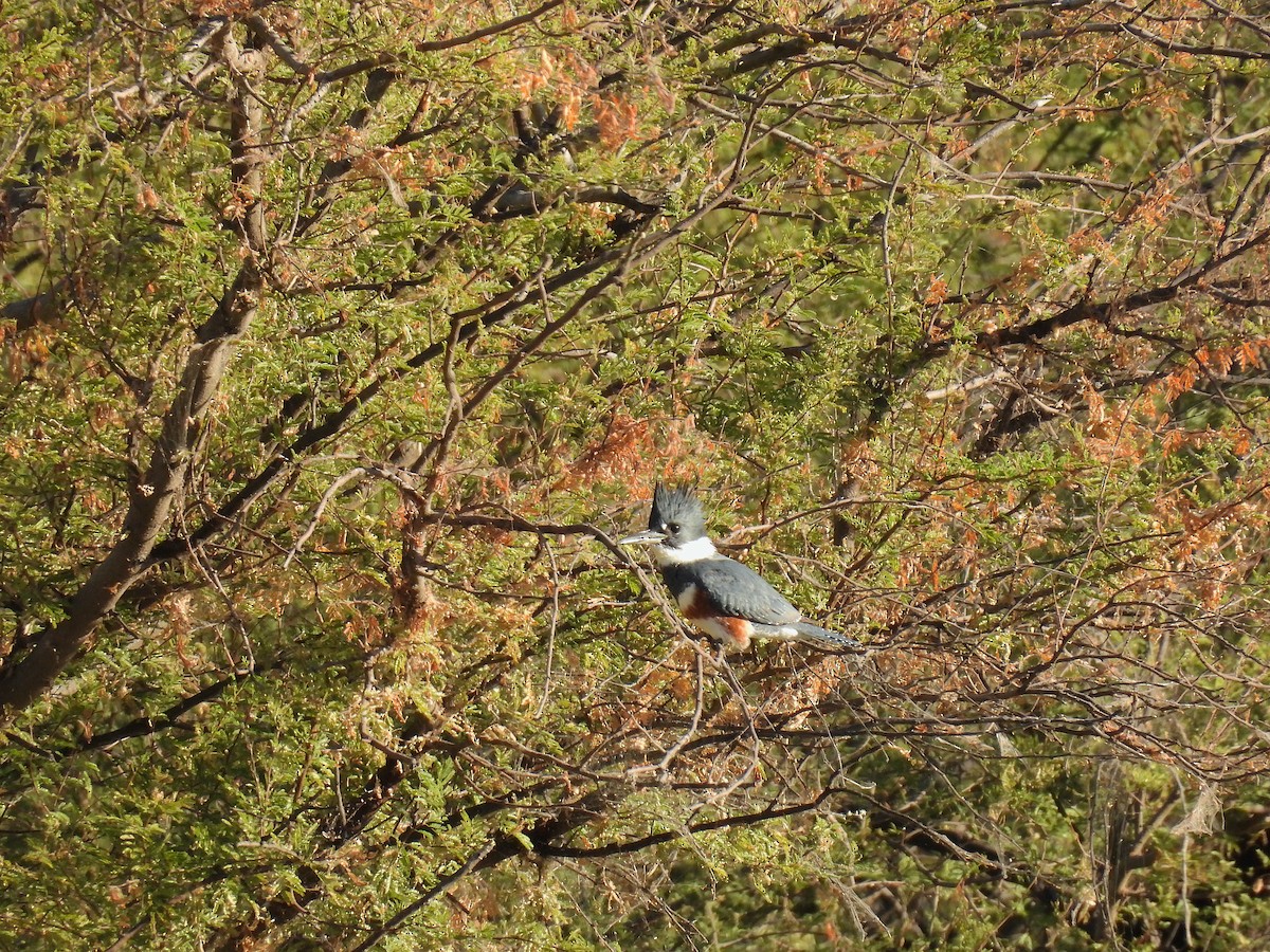 Martin handi iparramerikarra - ML645489364