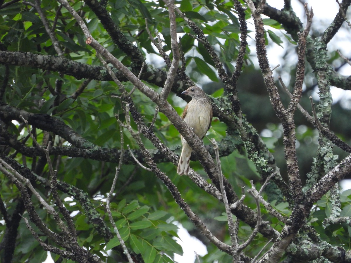 Scaly-throated Honeyguide - ML645489365