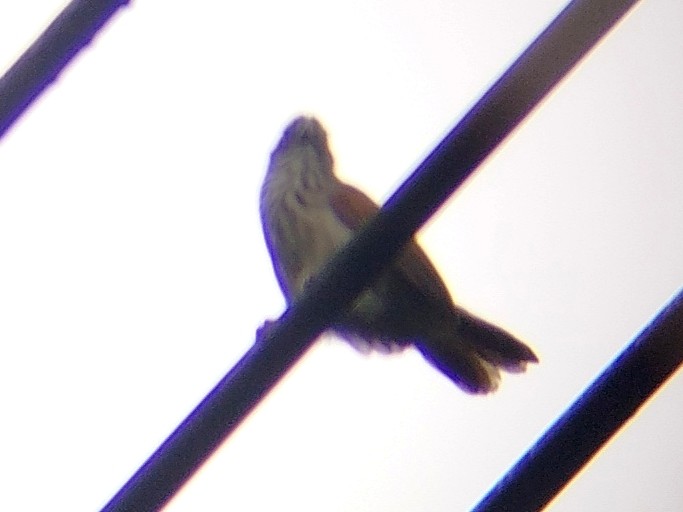 Bold-striped Tit-Babbler - ML645489381