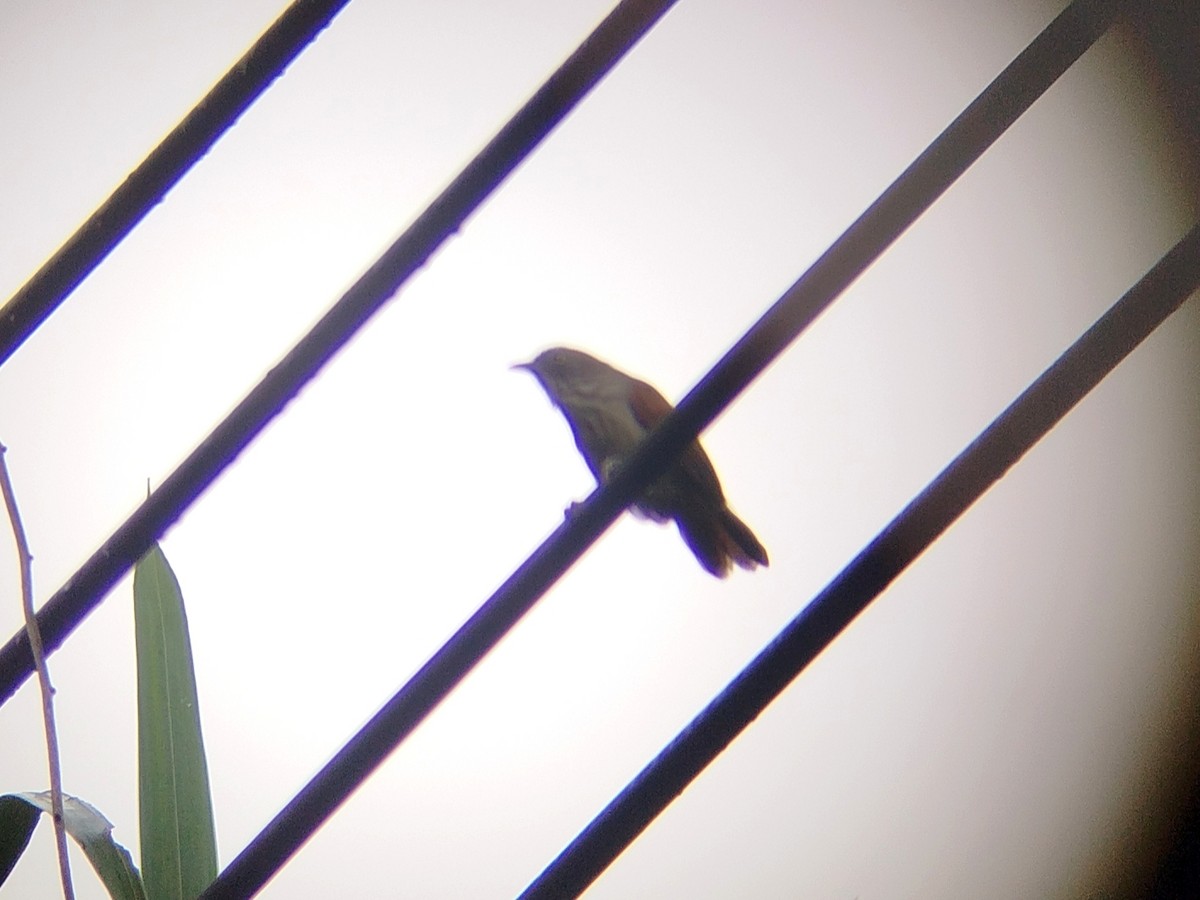 Bold-striped Tit-Babbler - ML645489382