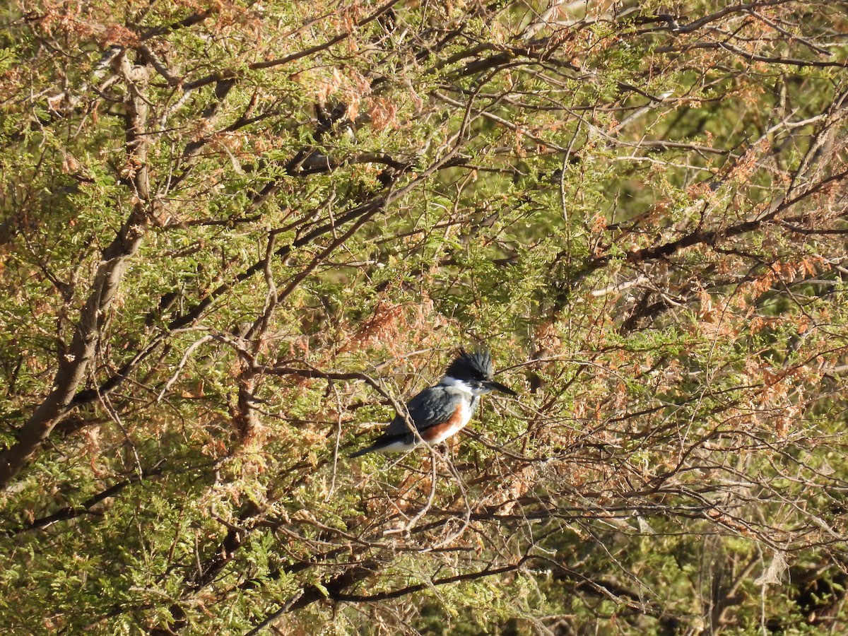 Martin handi iparramerikarra - ML645489383