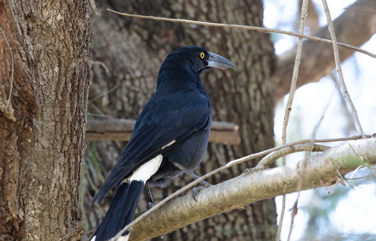 Pied Currawong - ML645489384
