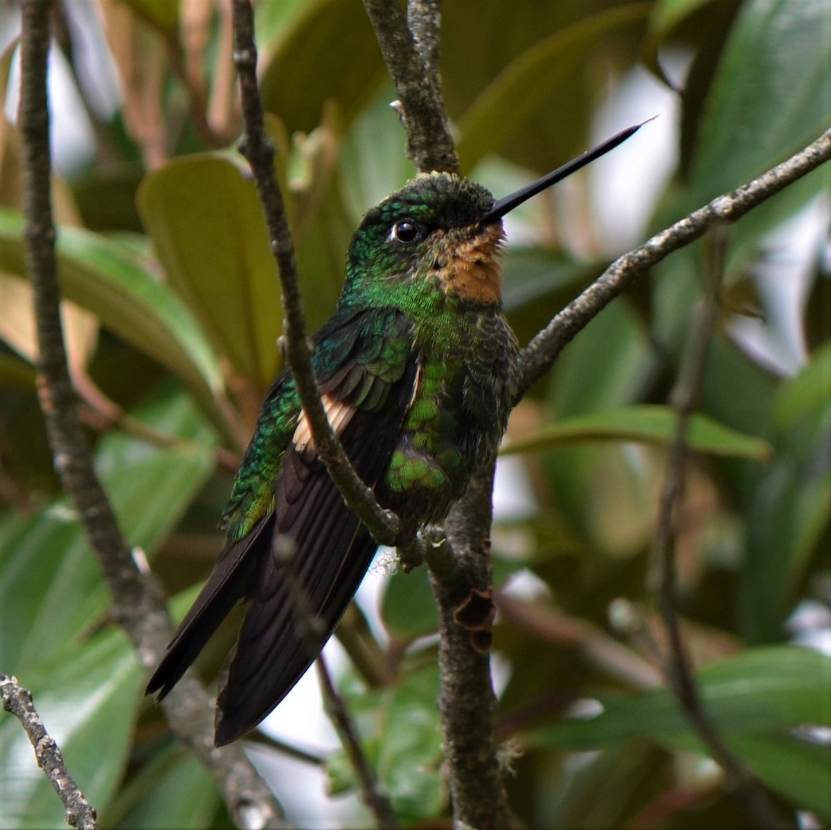 Buff-winged Starfrontlet - ML645489385