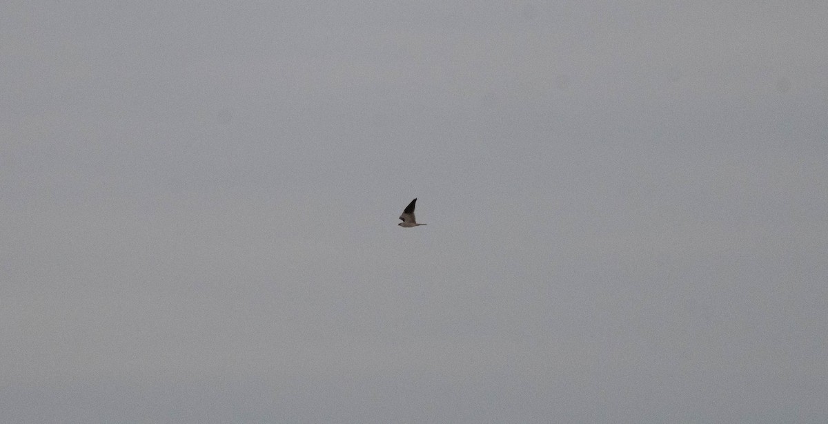 Black-shouldered Kite - ML645489386