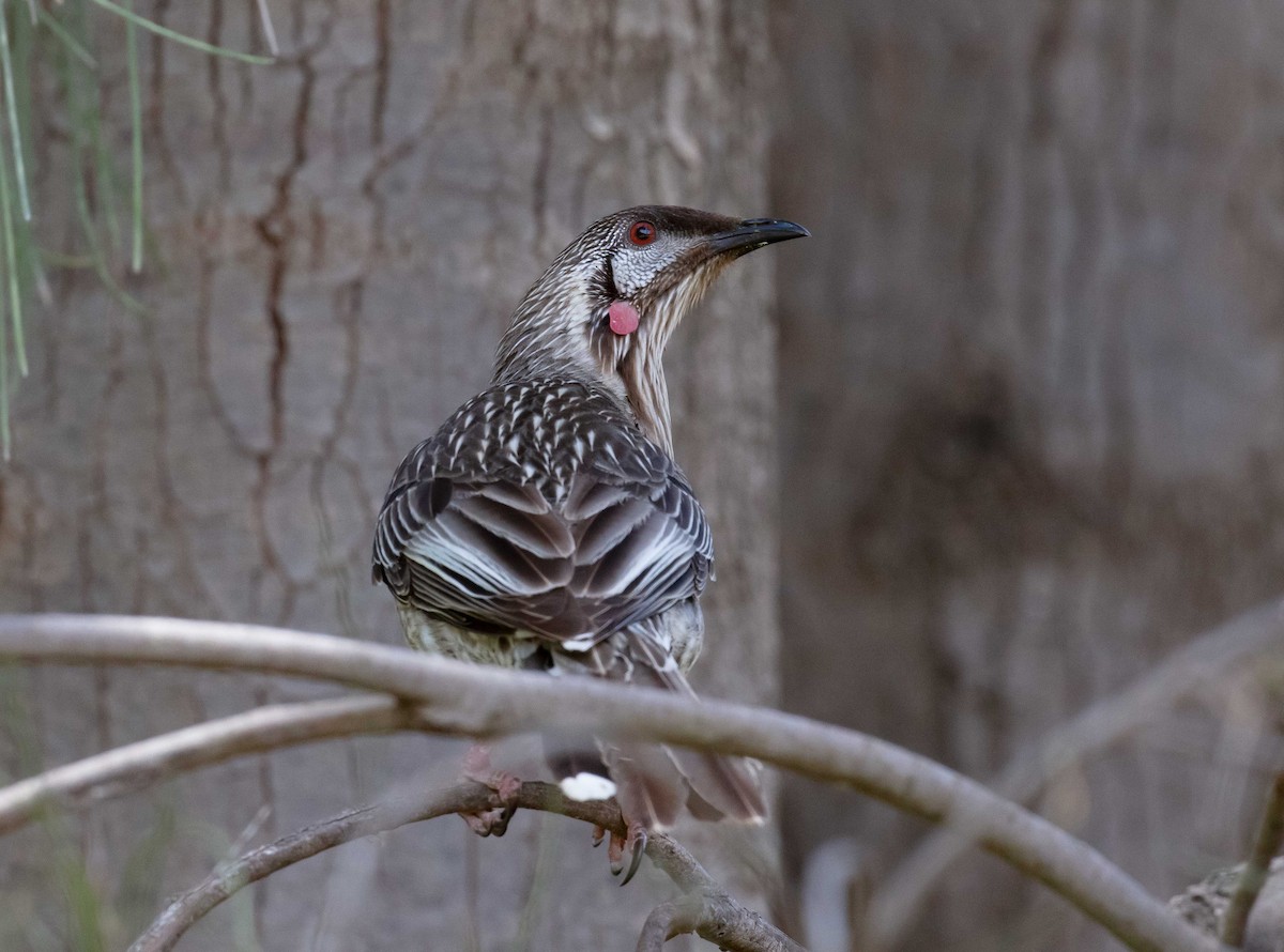 Red Wattlebird - ML645489387