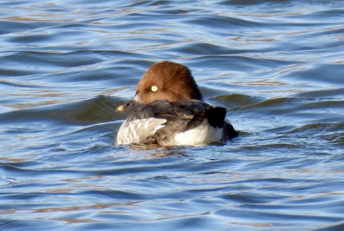 Murgilari urrebegia - ML645489388