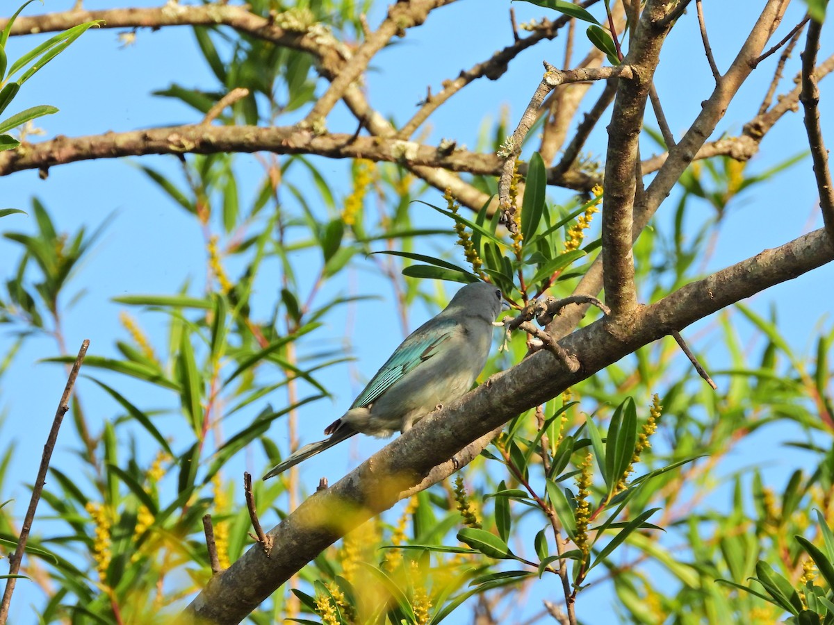 Sayaca Tanager - ML645489389