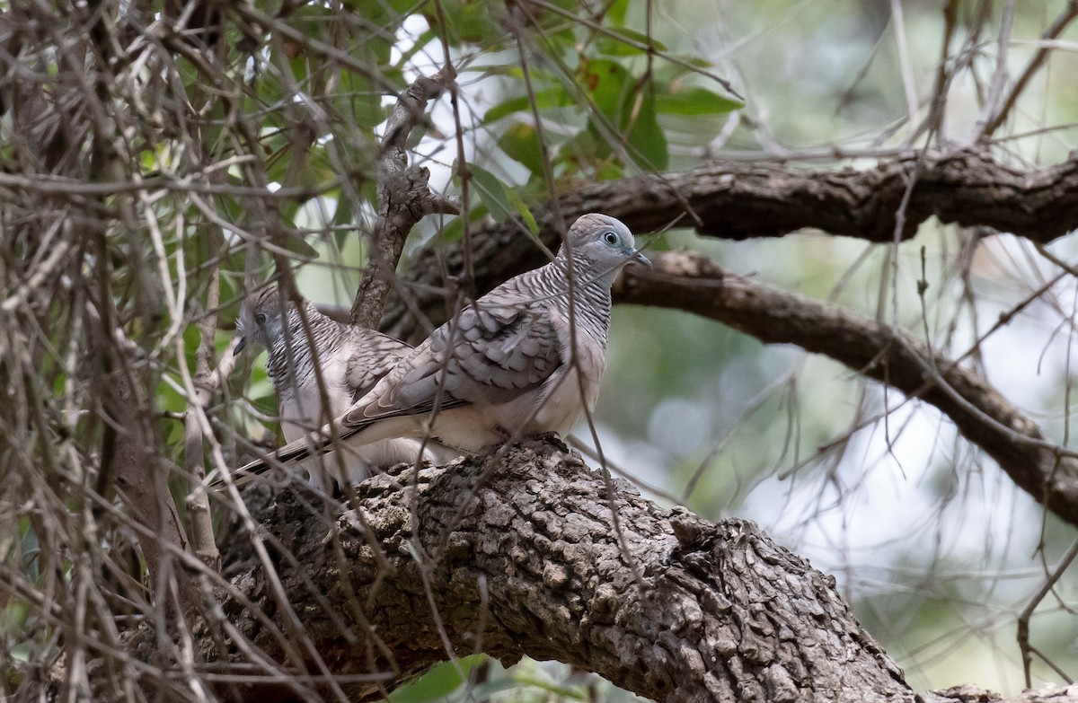 Peaceful Dove - ML645489391