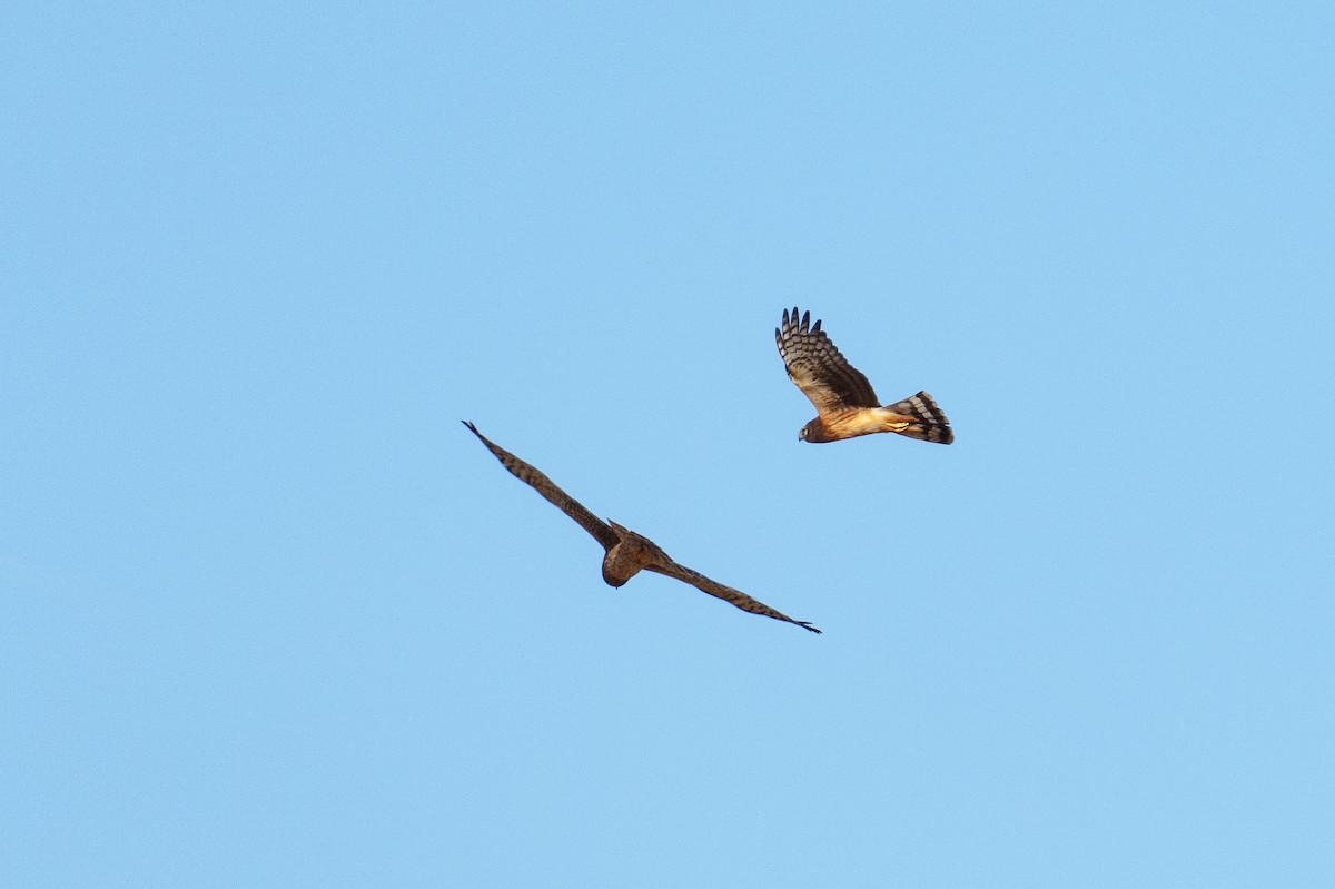 Mirotz zuri iparramerikarra - ML645489393