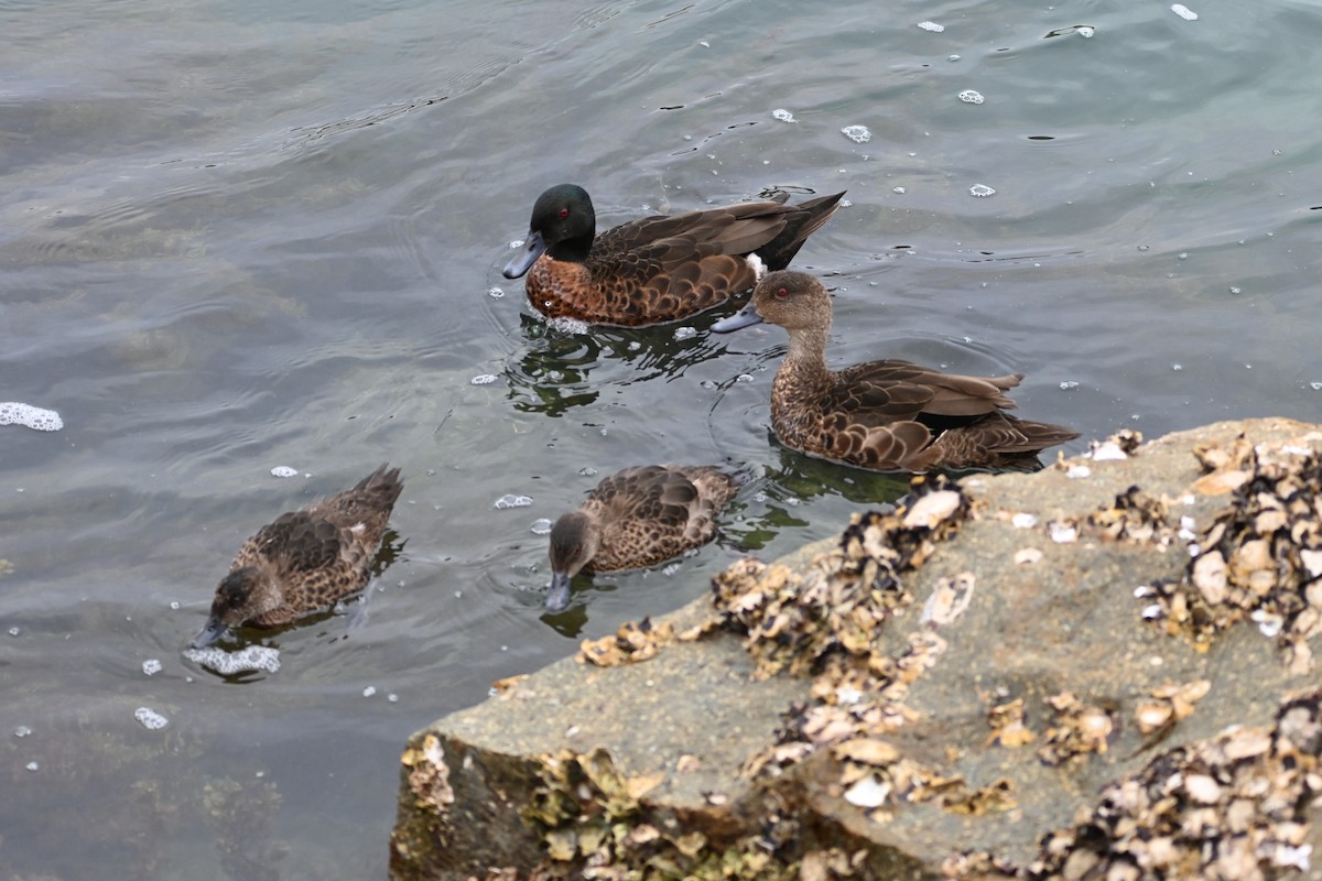 Zertzeta gaztainkara - ML645489396