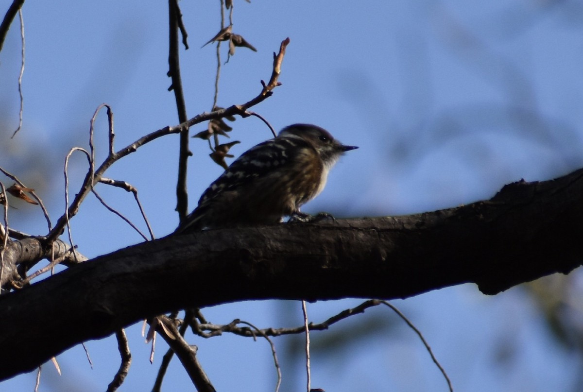 Japanese Pygmy Woodpecker - ML645489397