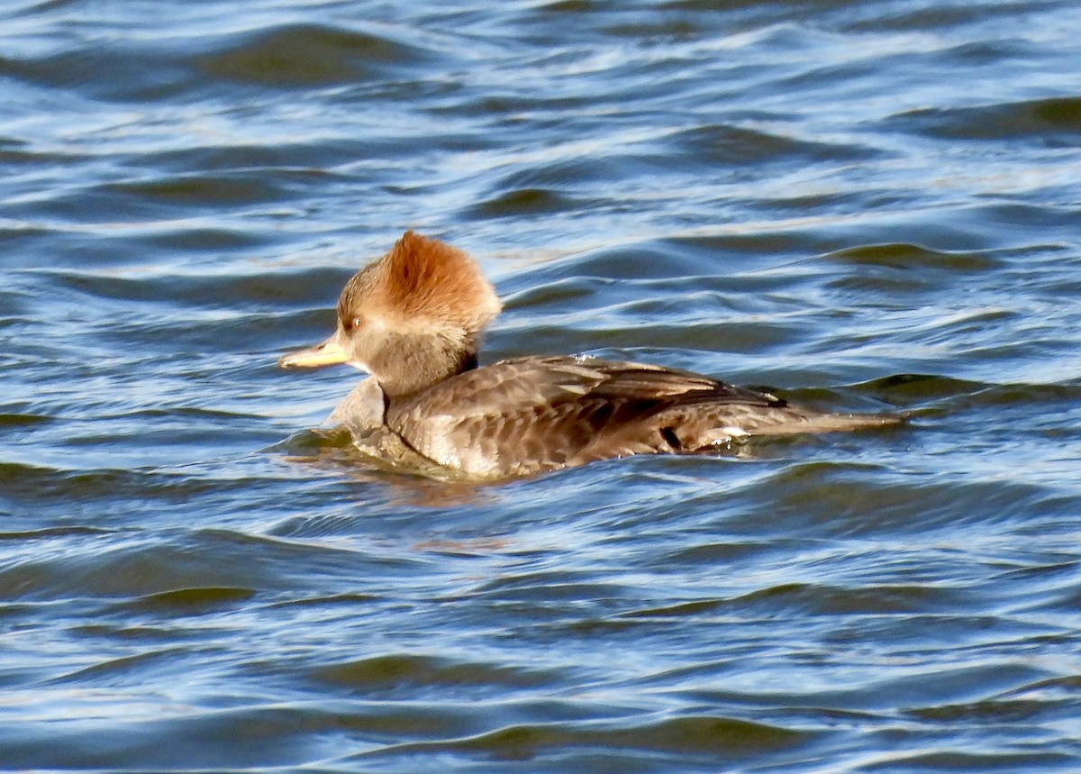 Zerra buruhandia - ML645489398