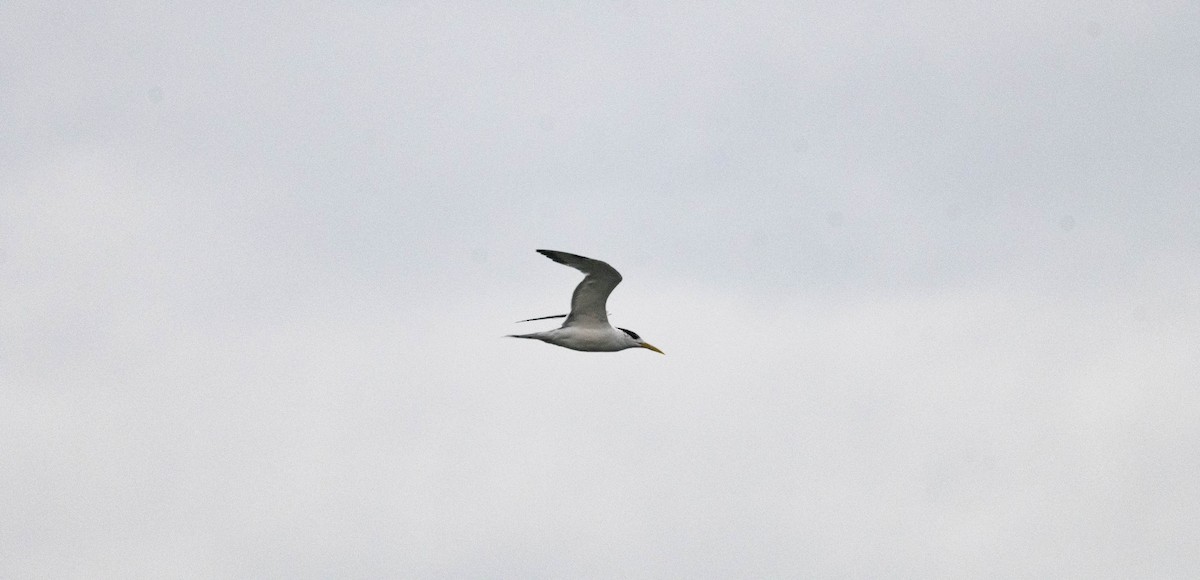 Great Crested Tern - ML645489399