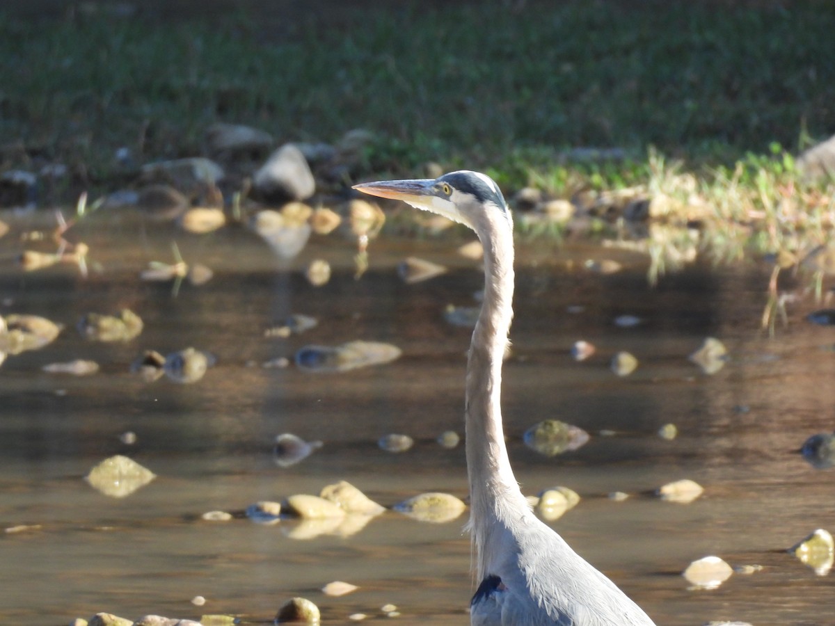 Koartza hauskara amerikarra - ML645489400