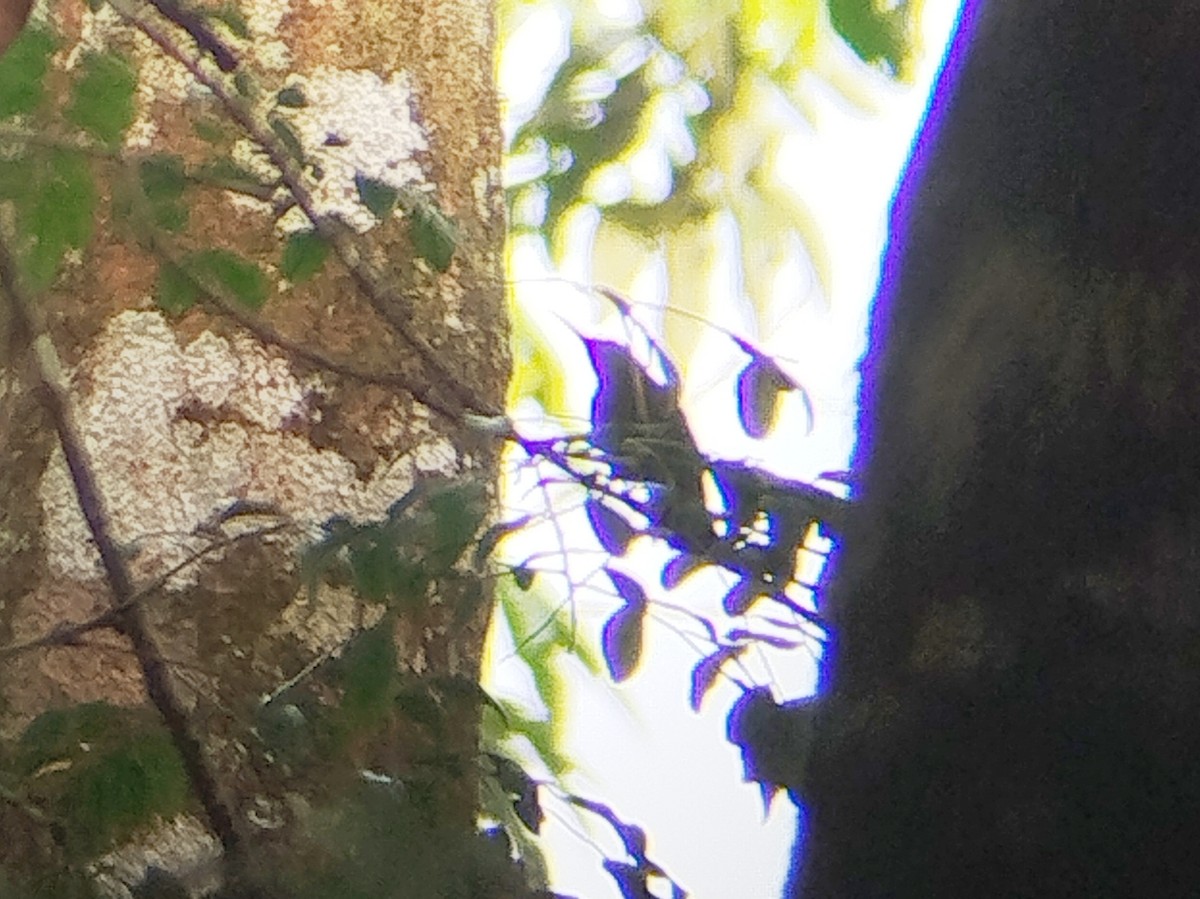 Purple-naped Spiderhunter - ML645489401