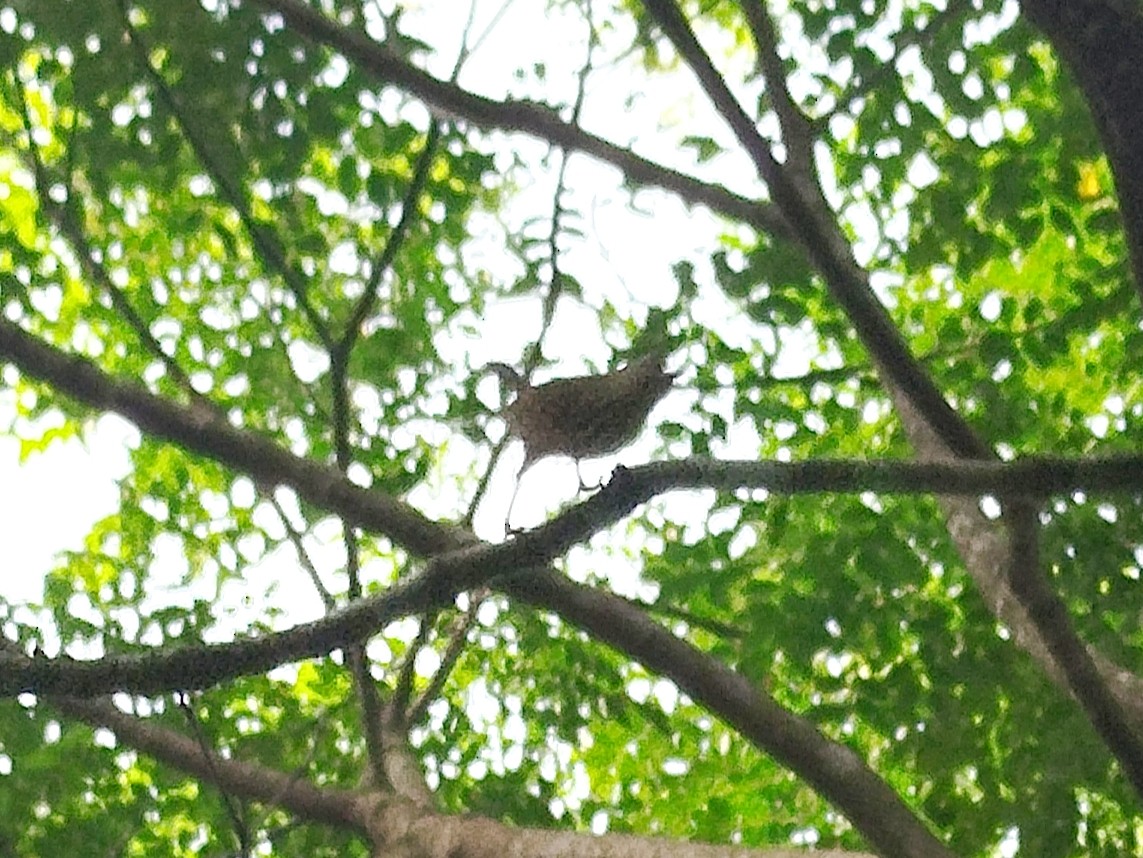 Purple-naped Spiderhunter - ML645489402