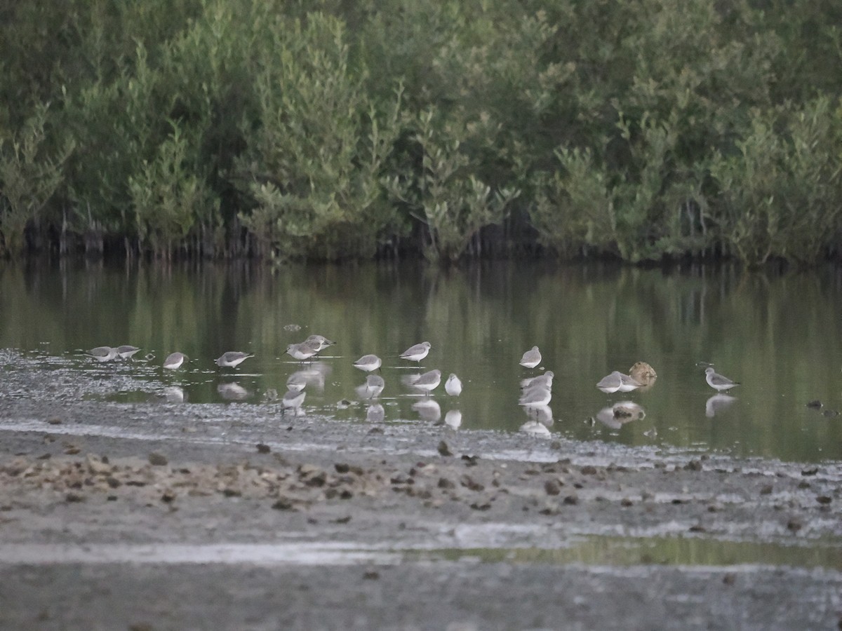 Txirri arrunta - ML645489403