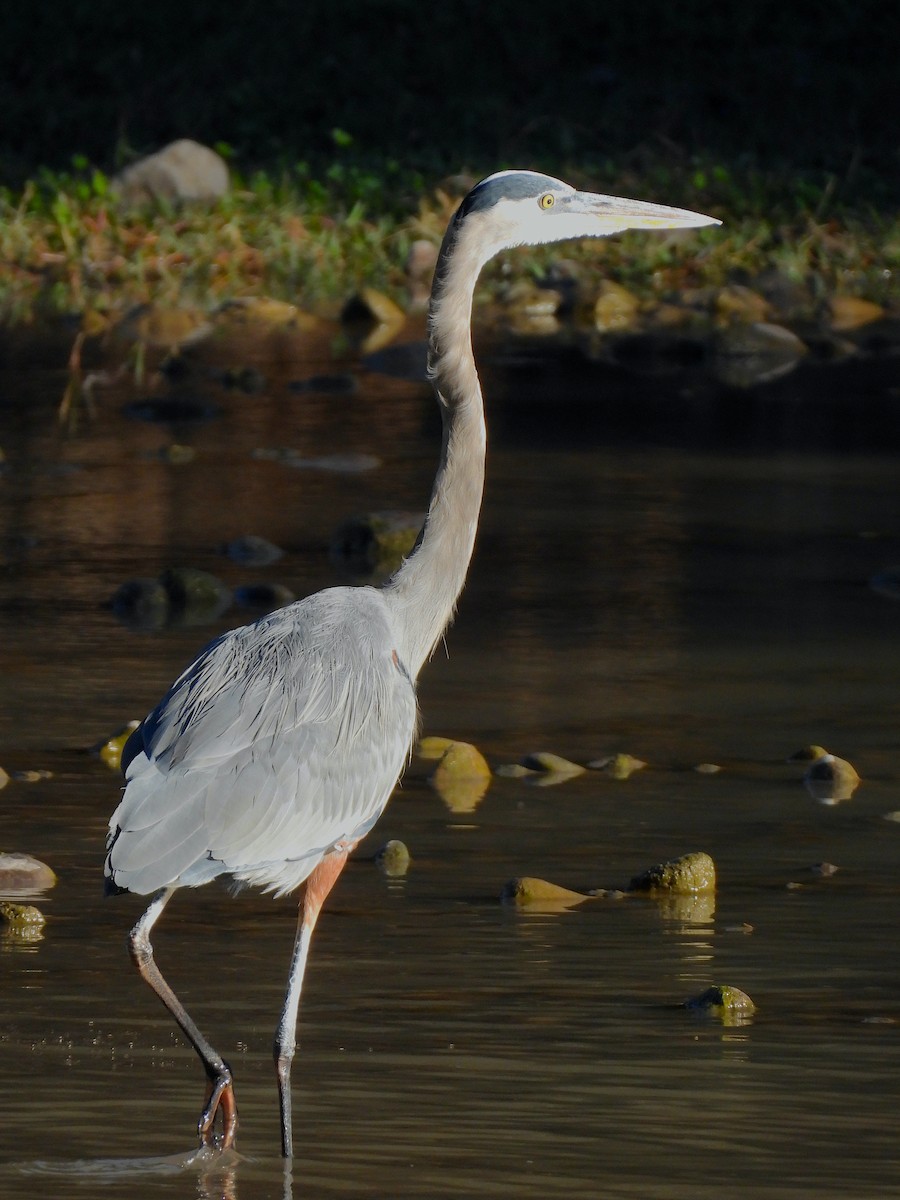 Koartza hauskara amerikarra - ML645489404