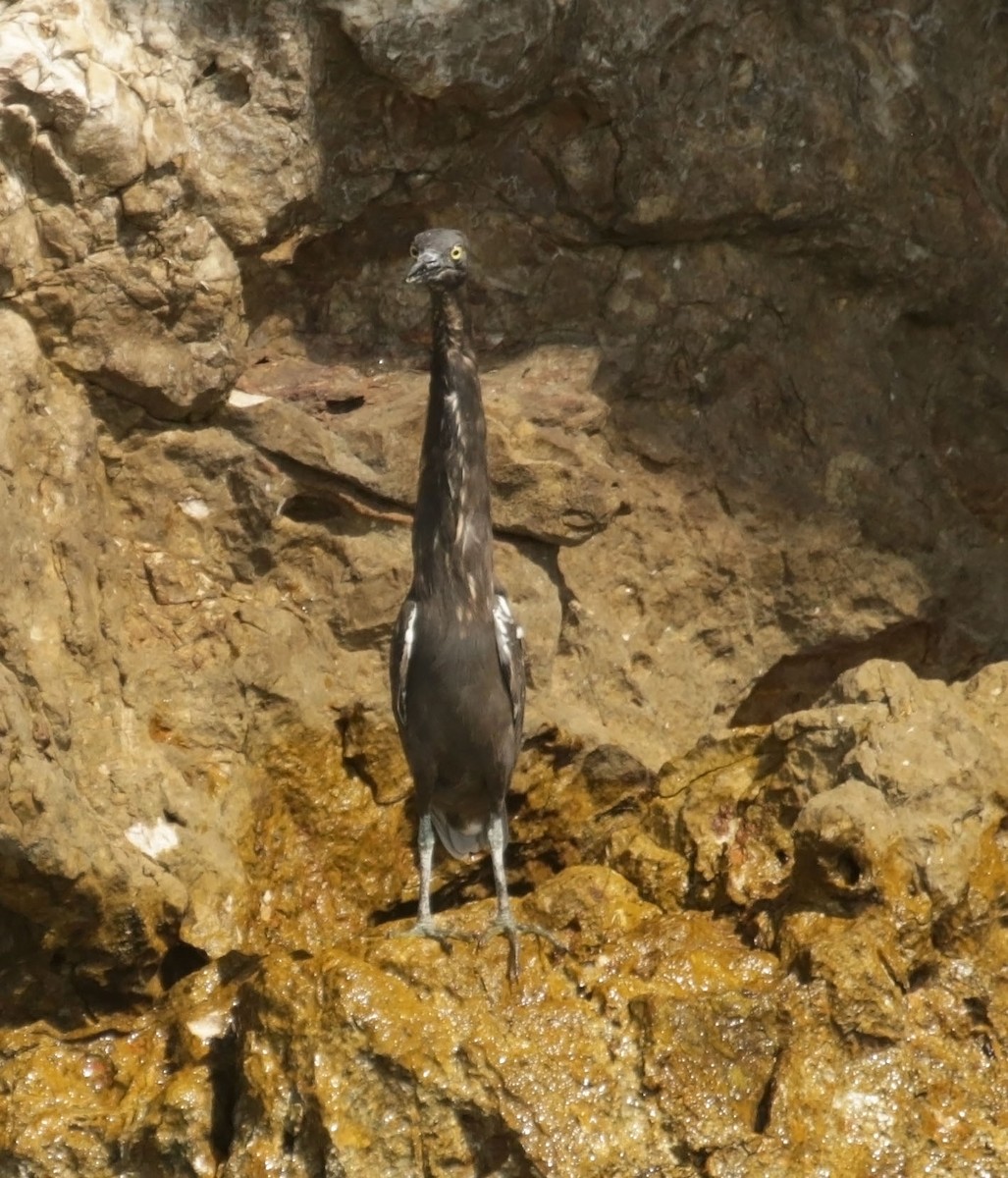 Little Heron - ML645489405