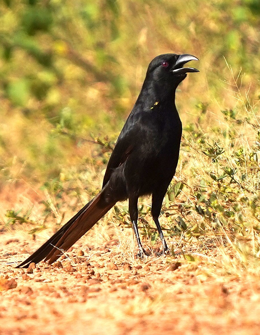 Piapiak belatxinga - ML645489406