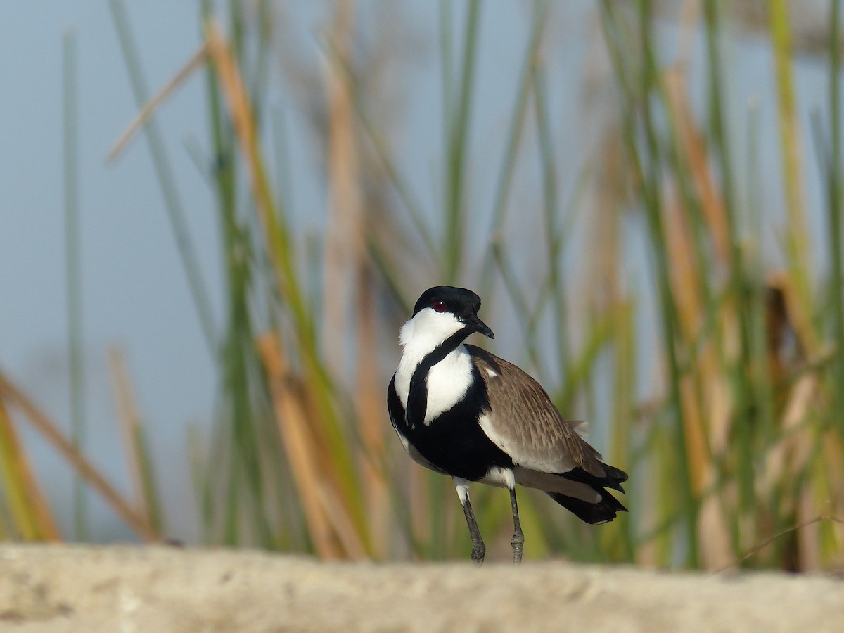 Hegabera ezproiduna - ML645489408