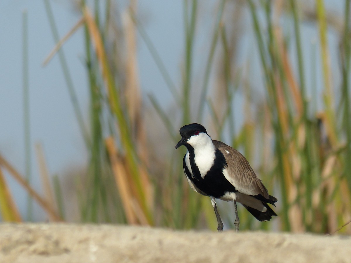 Vanneau à éperons - ML645489410