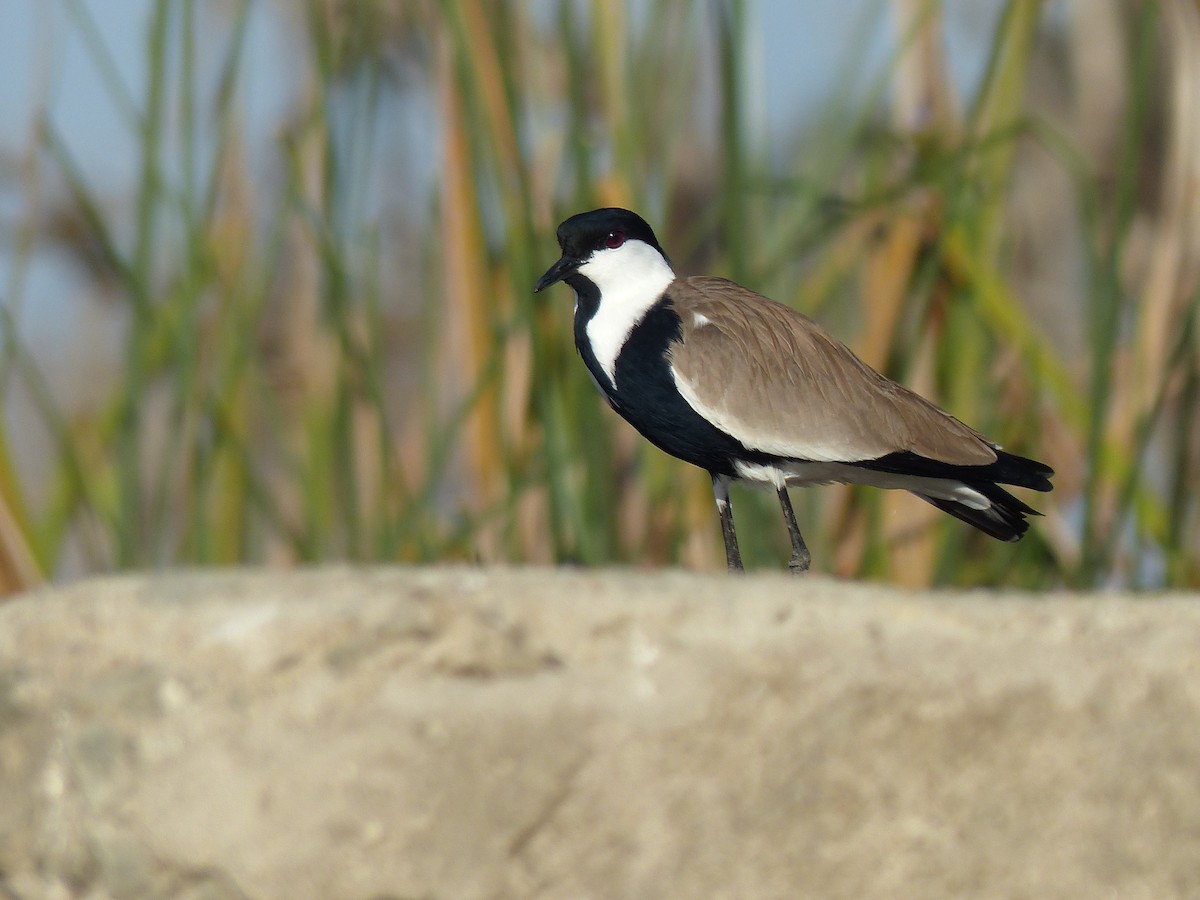 Vanneau à éperons - ML645489416