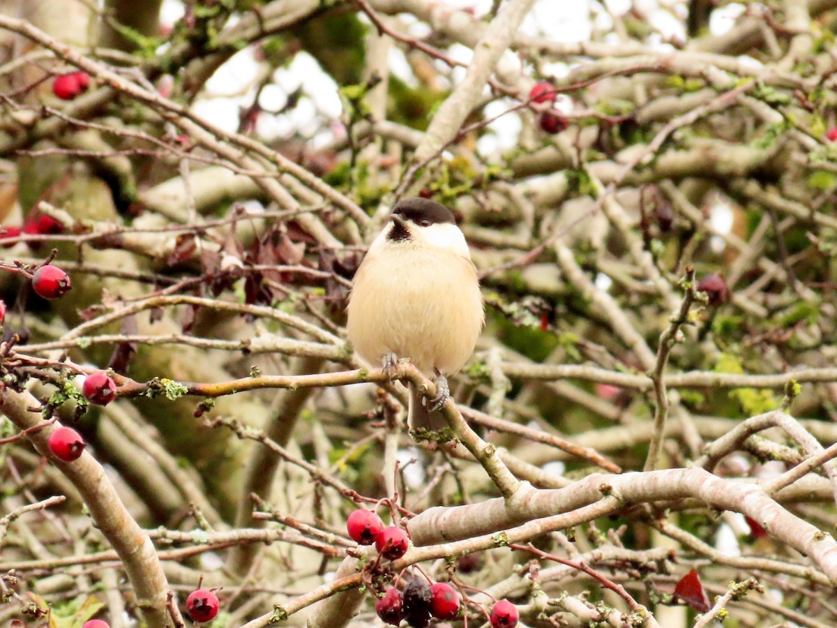 Пухляк - ML645489420