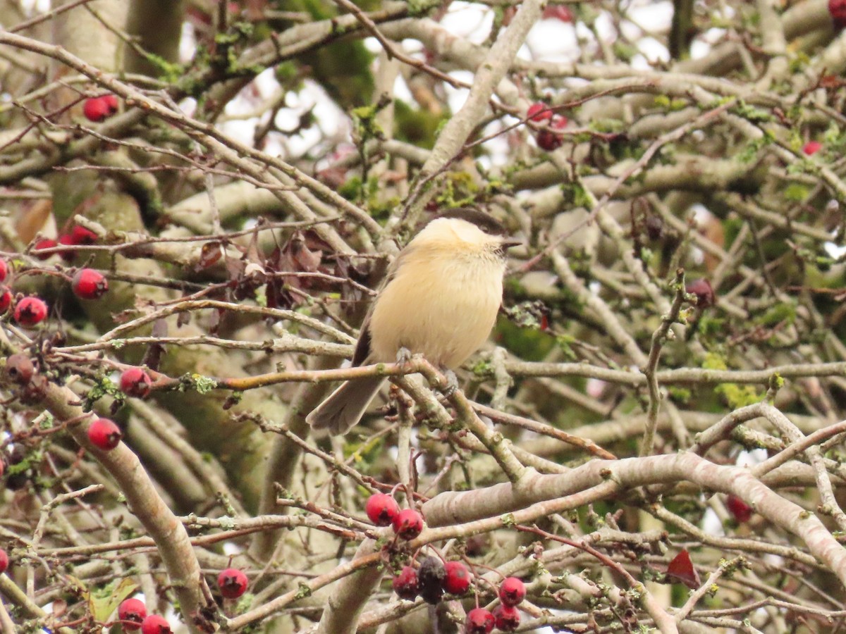 Пухляк - ML645489421