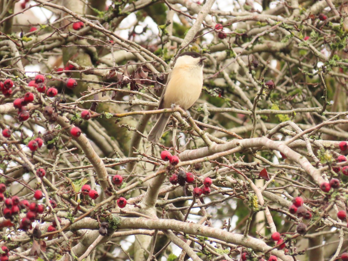 Пухляк - ML645489422