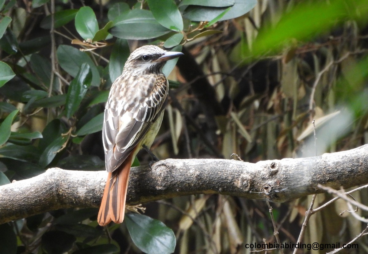 Sulphur-bellied Flycatcher - ML645489432