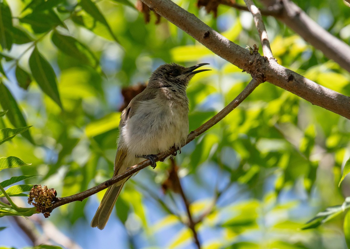 Brown Honeyeater - ML645489433