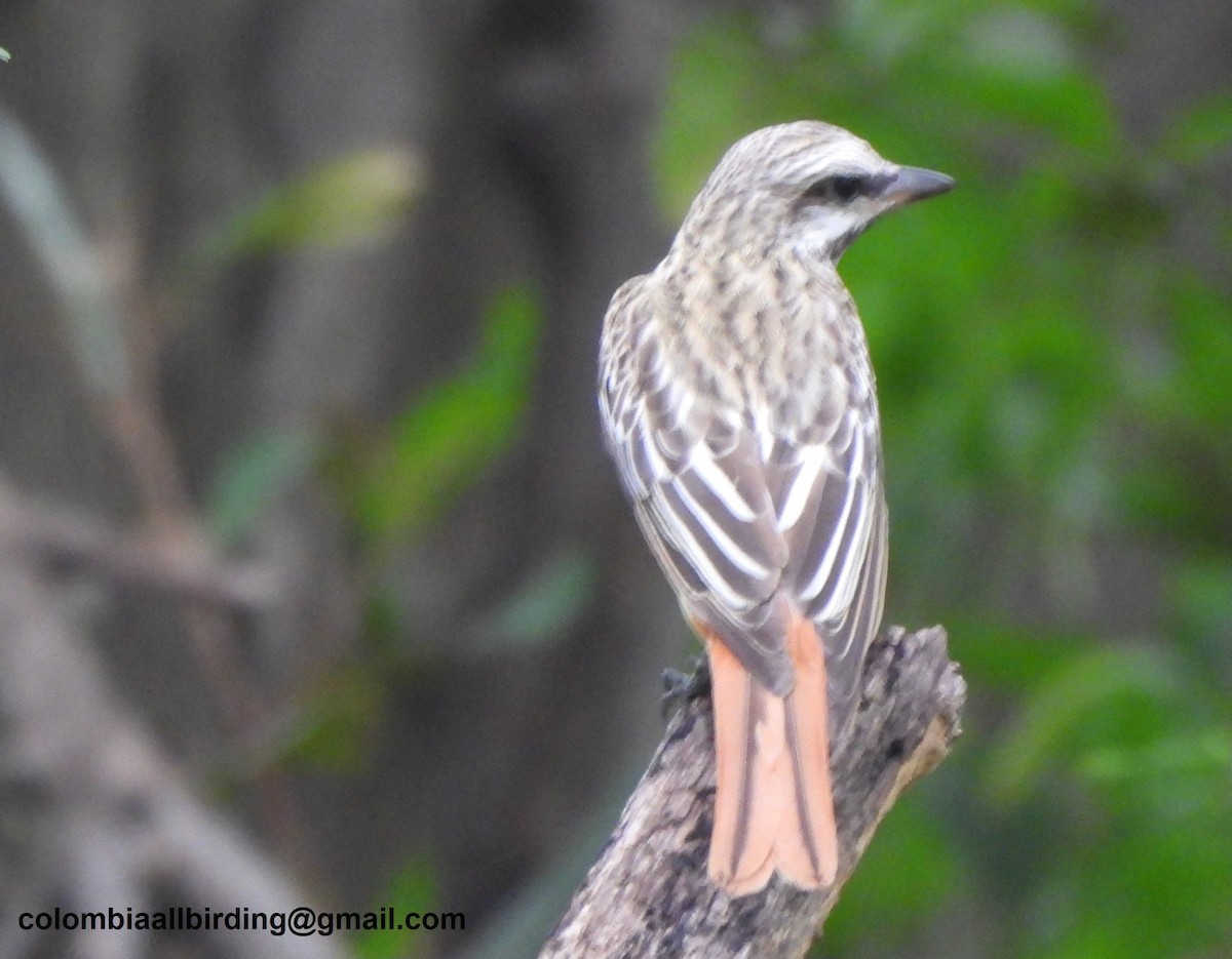 Sulphur-bellied Flycatcher - ML645489439