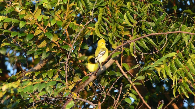 Йора мала - ML645489448