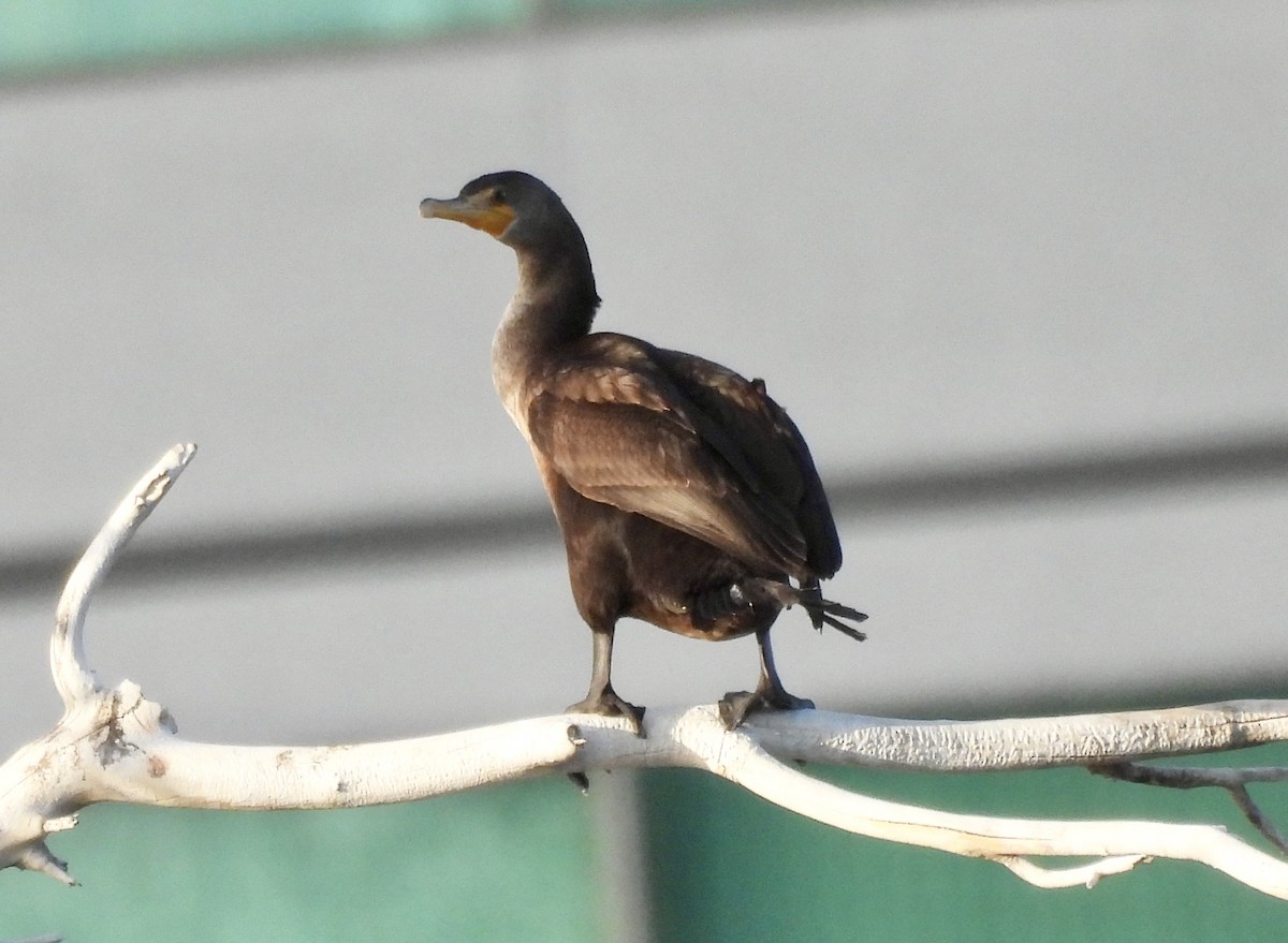 Cormoran à aigrettes - ML645489449