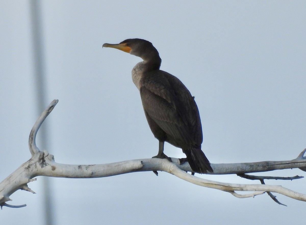Cormoran à aigrettes - ML645489450