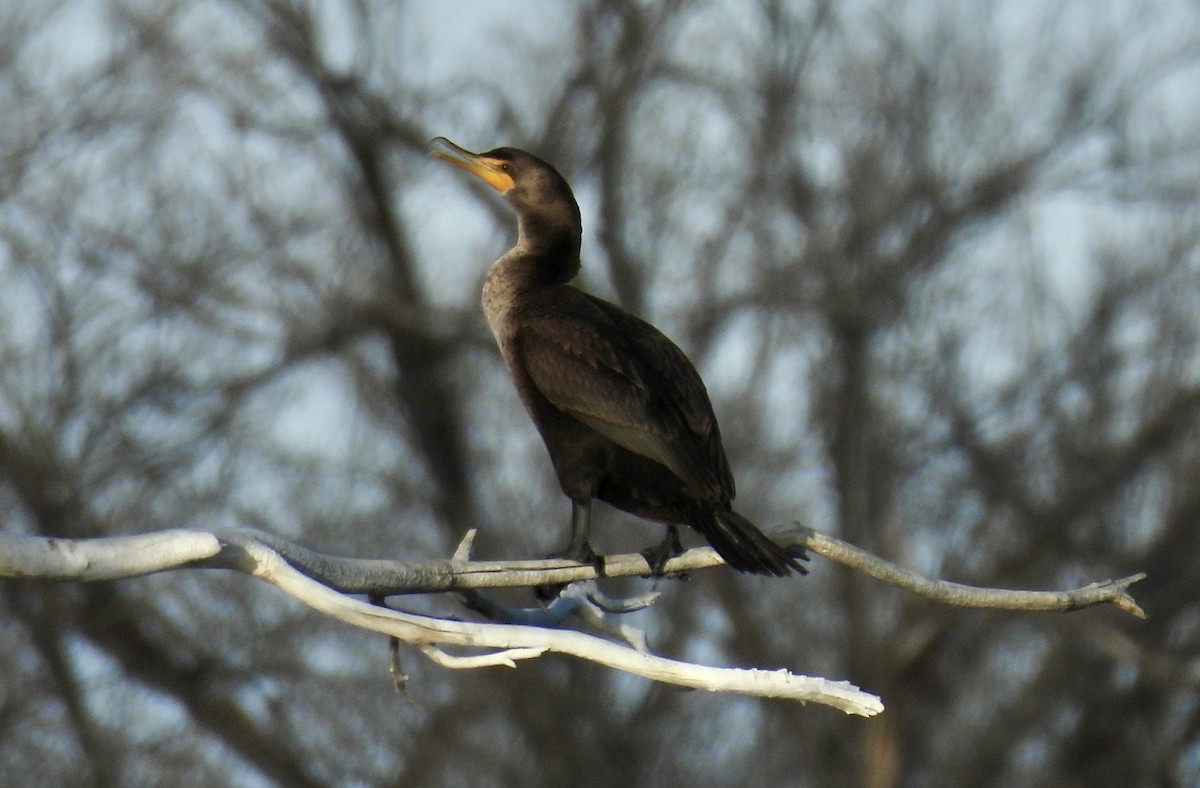 Cormoran à aigrettes - ML645489451