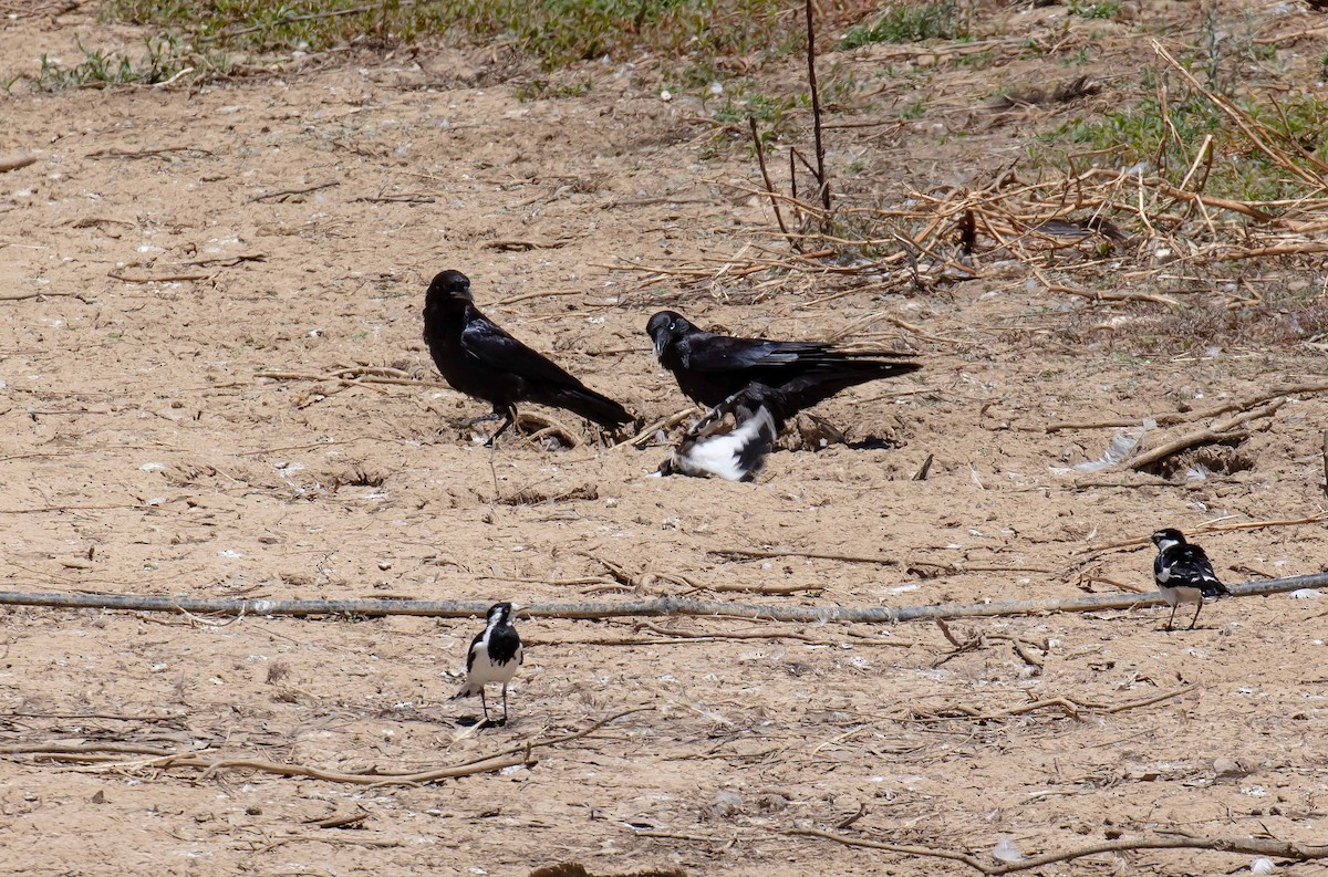 Южноавстралийский ворон - ML645489454