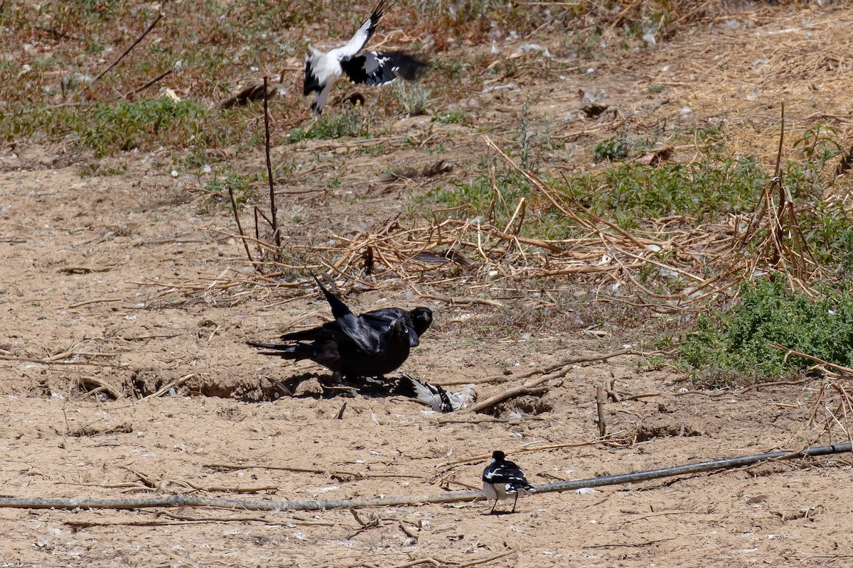 Южноавстралийский ворон - ML645489455