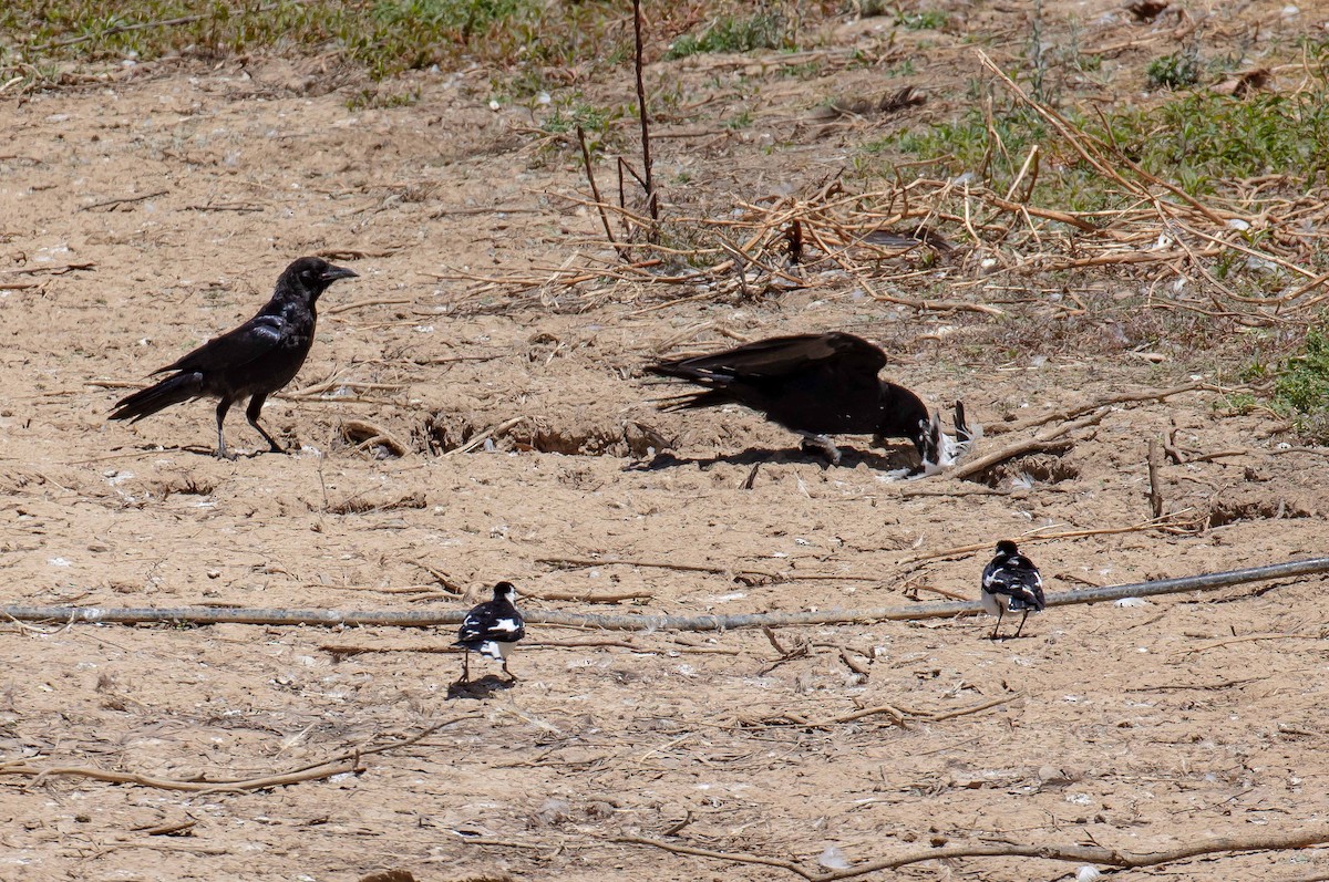 Южноавстралийский ворон - ML645489456