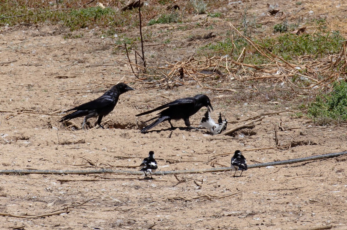 Южноавстралийский ворон - ML645489458