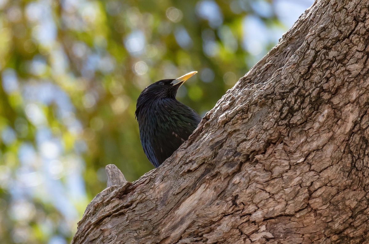 Шпак звичайний - ML645489474