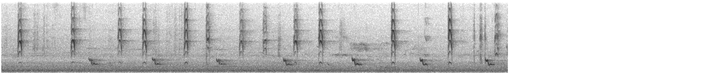 Graufächerschwanz (preissi) - ML645489475