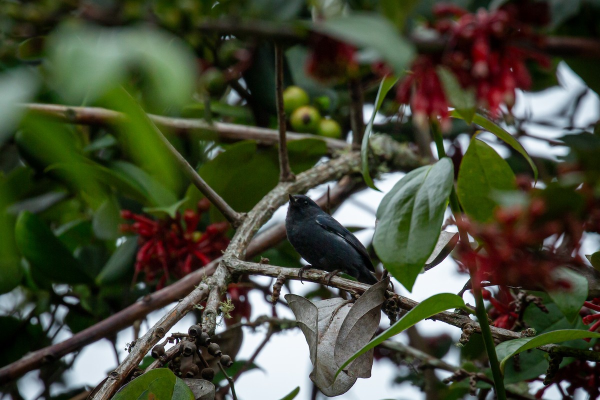 Pinchaflor Flanquiblanco - ML645489487