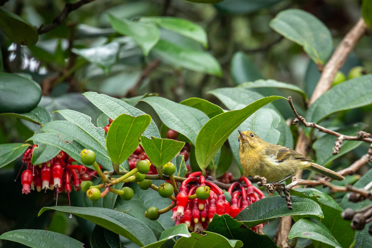Pinchaflor Flanquiblanco - ML645489489