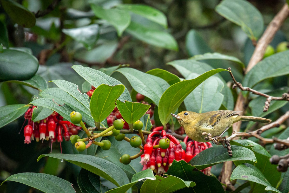 Pinchaflor Flanquiblanco - ML645489490
