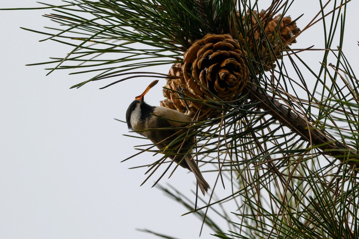 Black-bibbed Tit - ML645489492