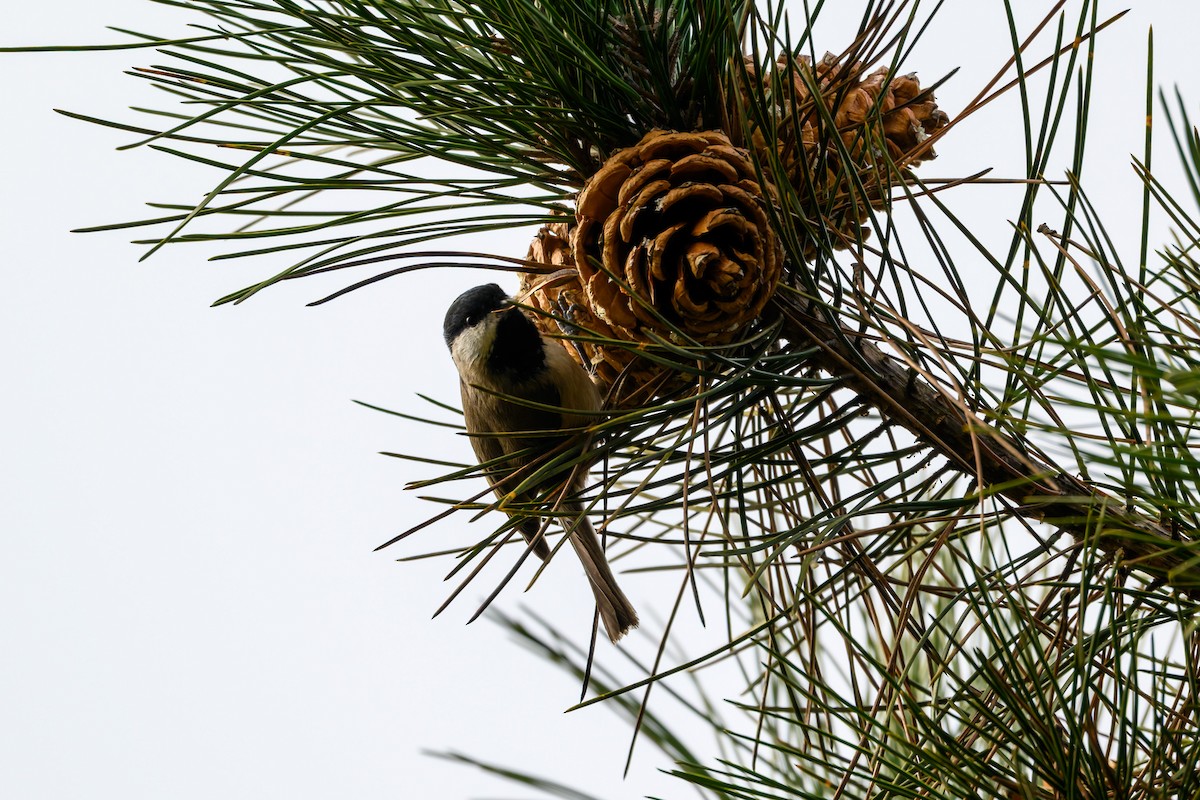 Black-bibbed Tit - ML645489493