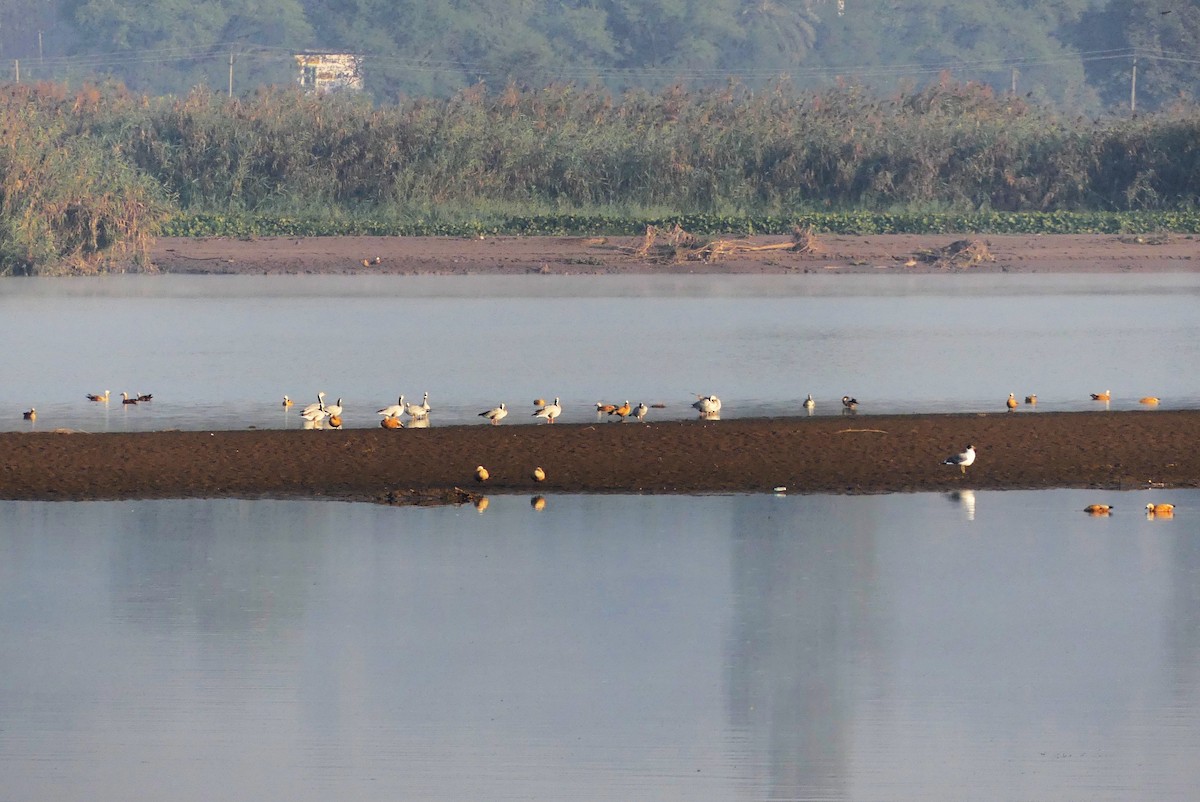 Oie à tête barrée - ML645489494