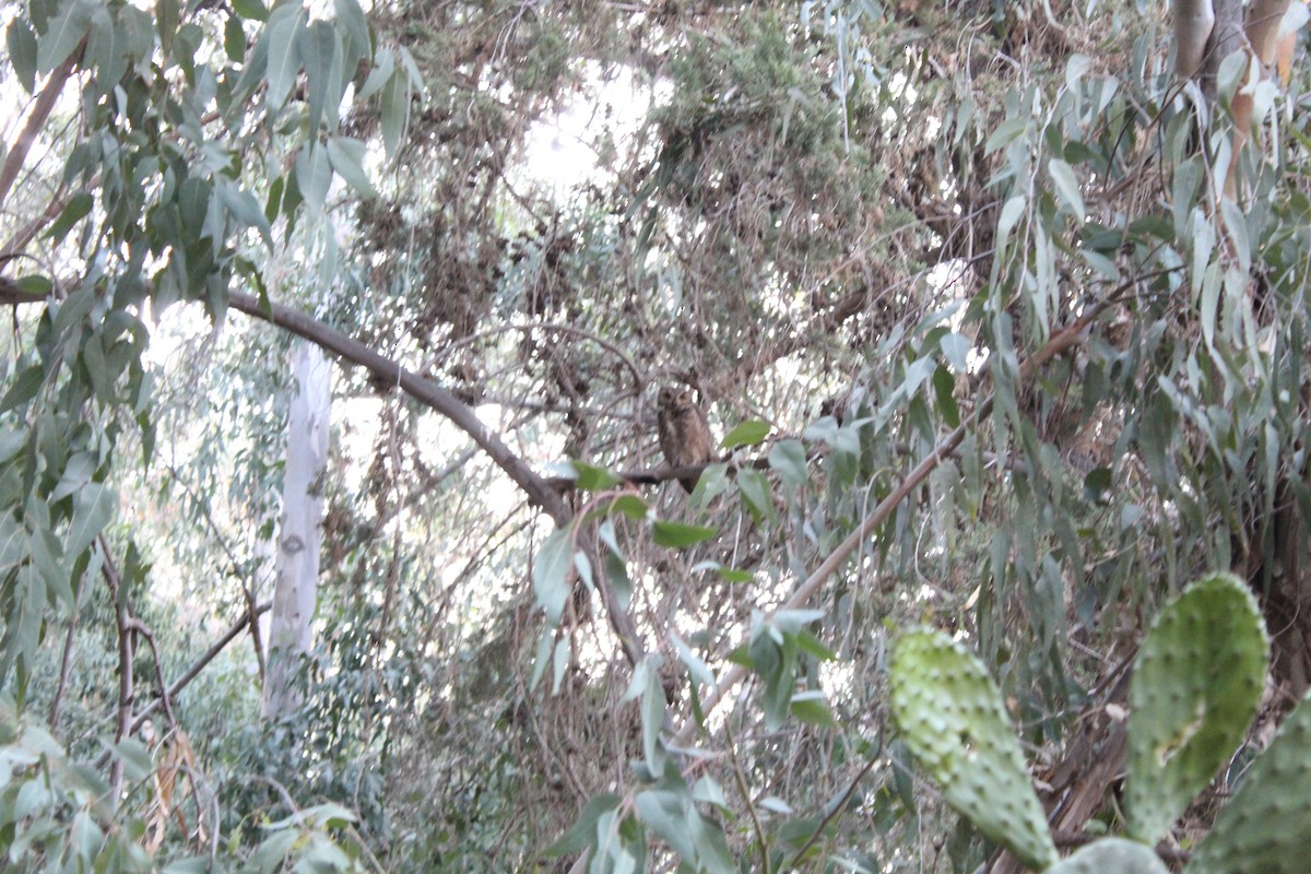 Lesser Horned Owl - ML645489498